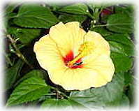 �n�C�r�X�J�X