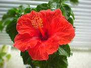 �n�C�r�X�J�X