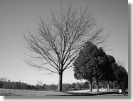 �Ő��̍L��ɂ���~�͂�̖�