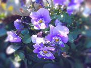 �^�~�ł����C�ɍ炭�r�I��