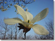 ���̋G�߂ɂȂ�Ɩؘ@���炢�Ă܂��B