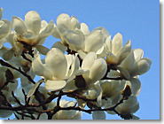 ���ؘ̖@�̉�