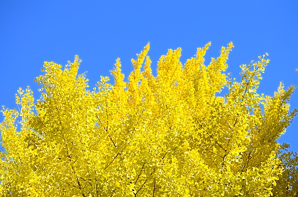 �����R���w�O�̋��