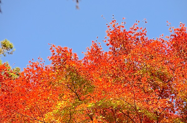 �����R�̍g�t